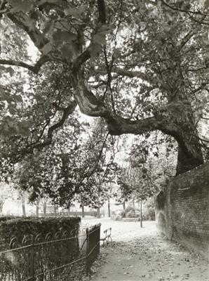 cc02119 Christs pieces 2.jpg; cc02119; Tree overhanging Milton's walk Christ's Pieces; Photograph